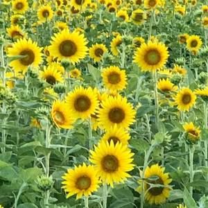 Meet your Posher, Sherry